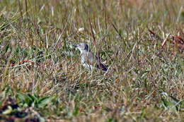 Image of White-fronted Chat