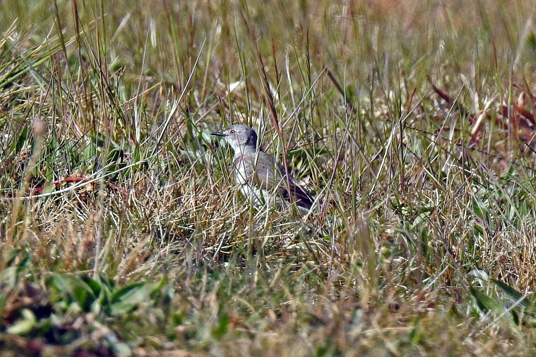 Image of White-fronted Chat