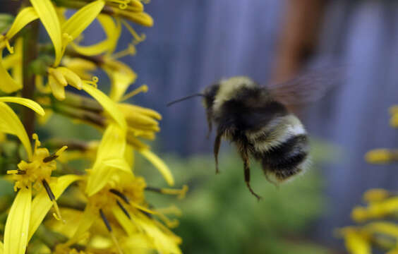 Image of <i>Bombus mckayi</i> Ashmead