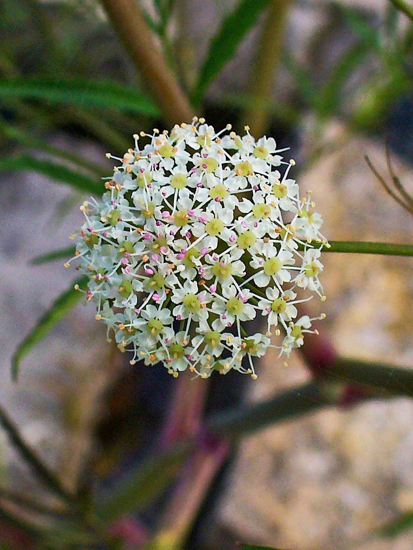 Image of European Waterhemlock