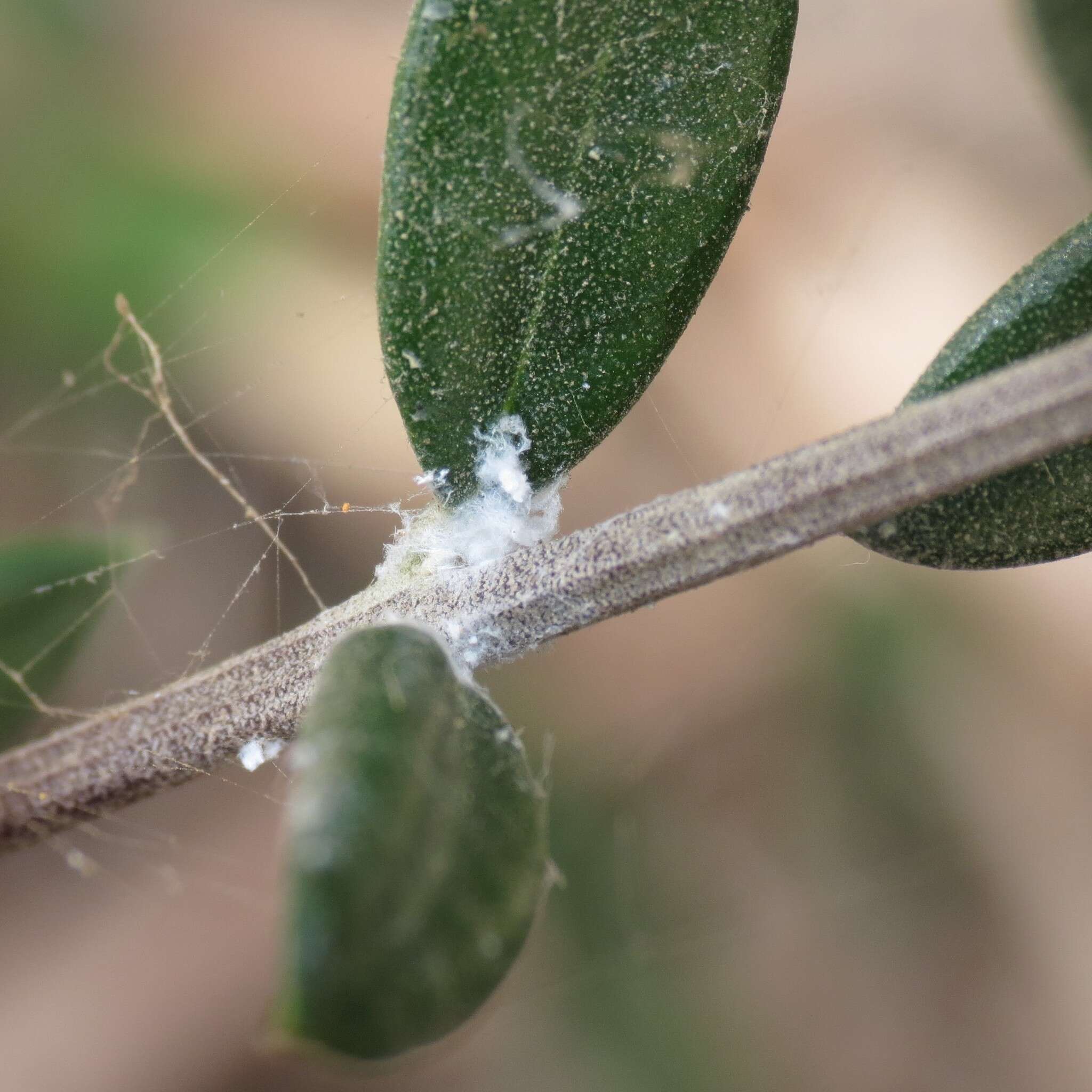 Image of Olive psyllid