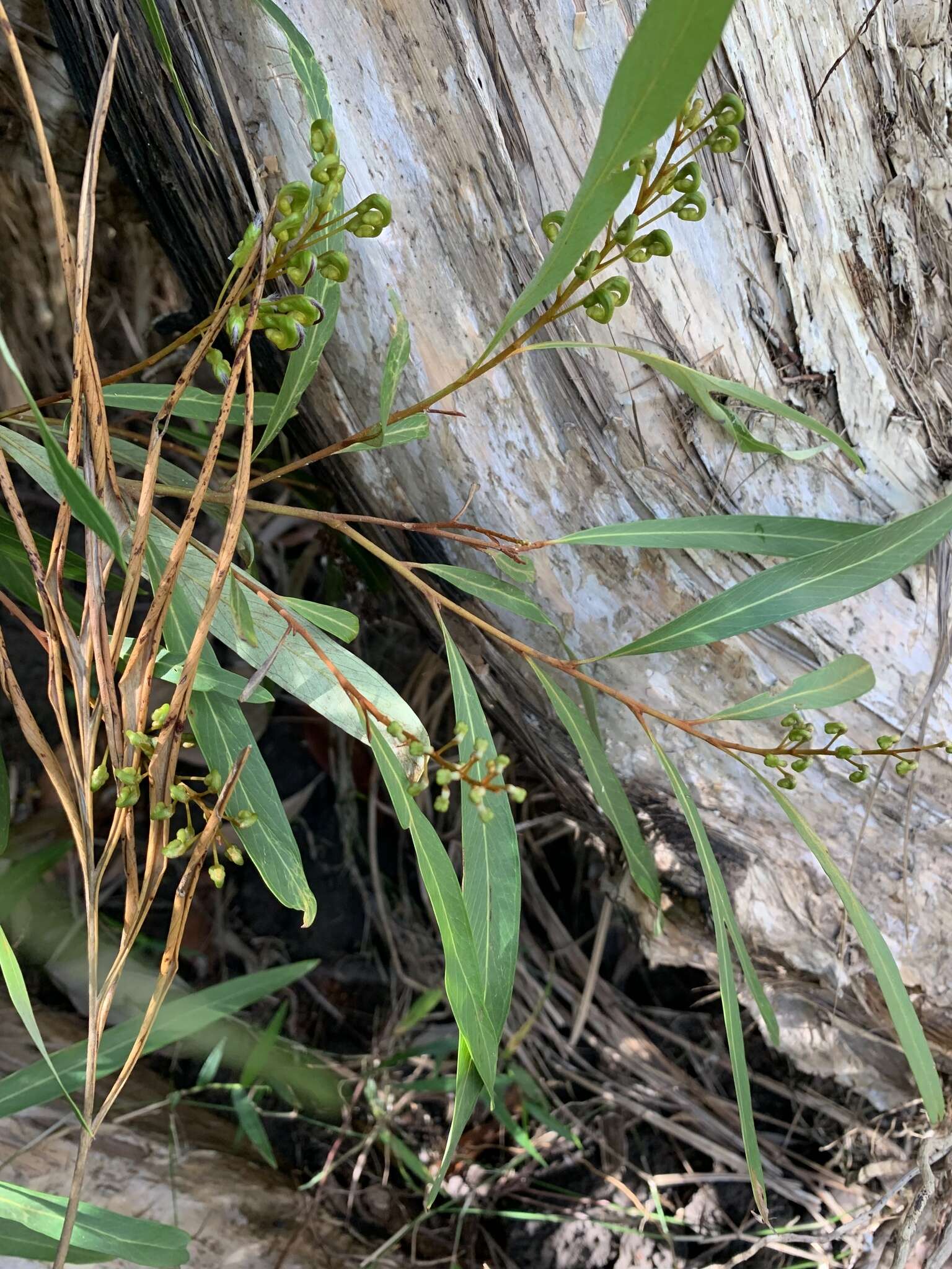 Image of Grevillea venusta R. Br.