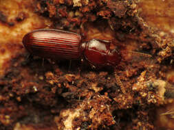 Image of Clivina (Paraclivina) ferrea Le Conte 1857