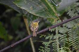 Plancia ëd Pachyramphus versicolor (Hartlaub 1843)