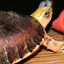 Image of McCord's Box Turtle