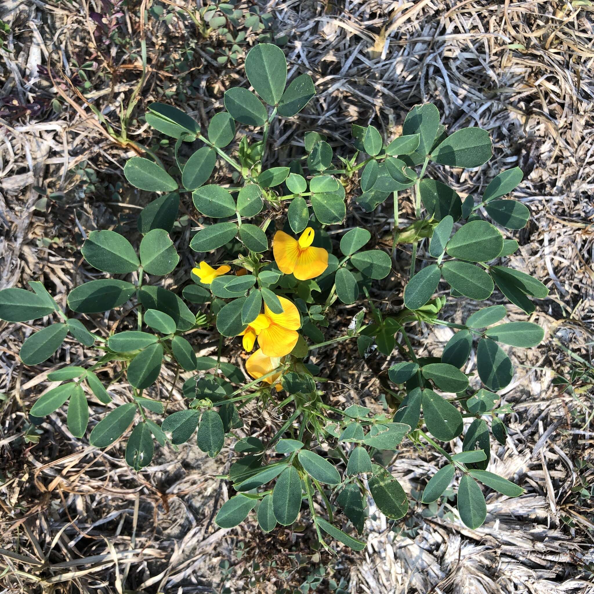 Слика од Arachis glabrata Benth.