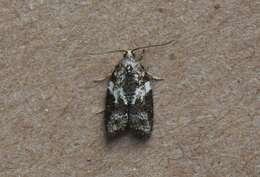 Image of Eastern Black-headed Budworm Moth