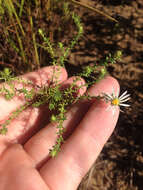 Image of hairy white oldfield aster