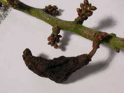 Image of Bladder Plum Gall