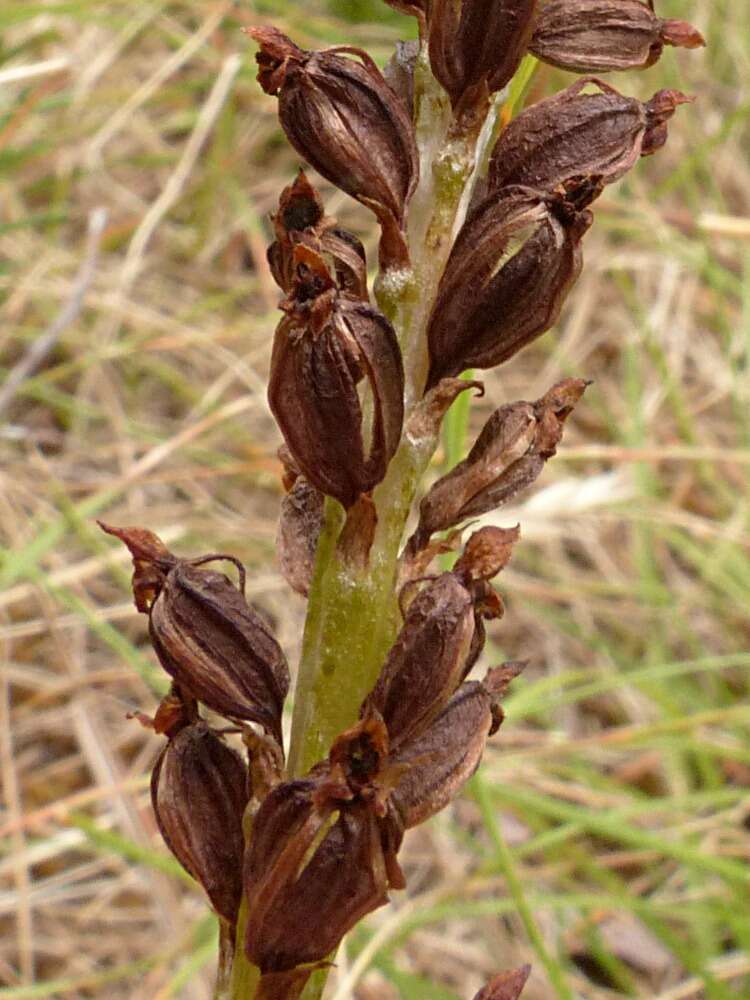 Image of Common onion orchid