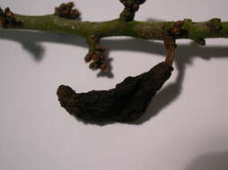 Image of Bladder Plum Gall