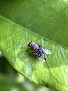 Calliphora dubia (Macquart 1855)的圖片