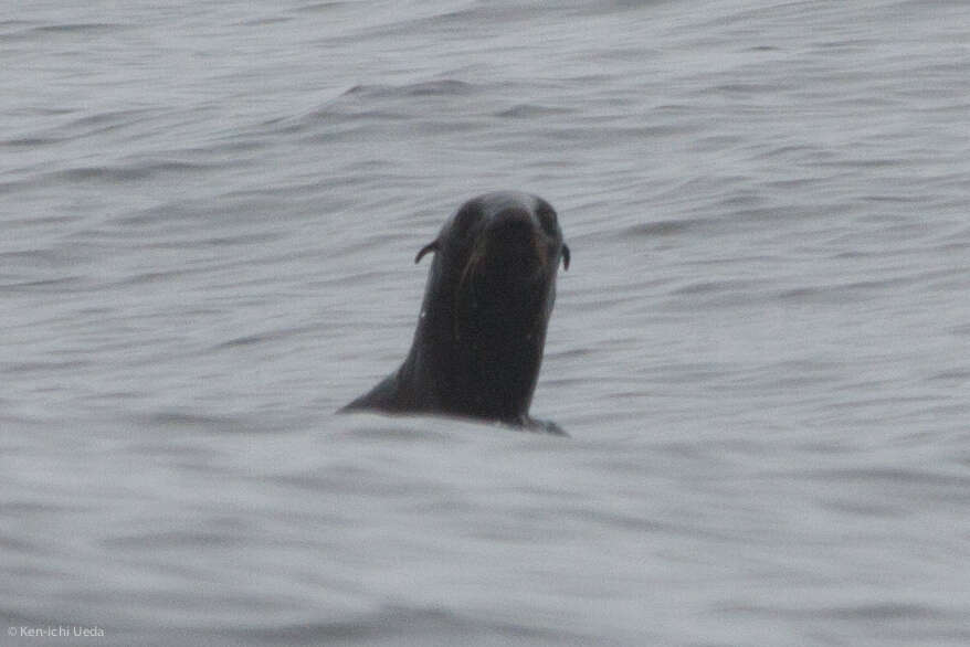 Image of fur seal