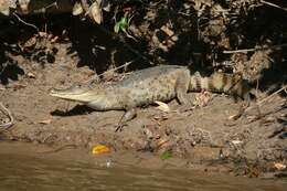 Image of Common Caiman