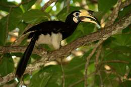 Image of Oriental Pied Hornbill