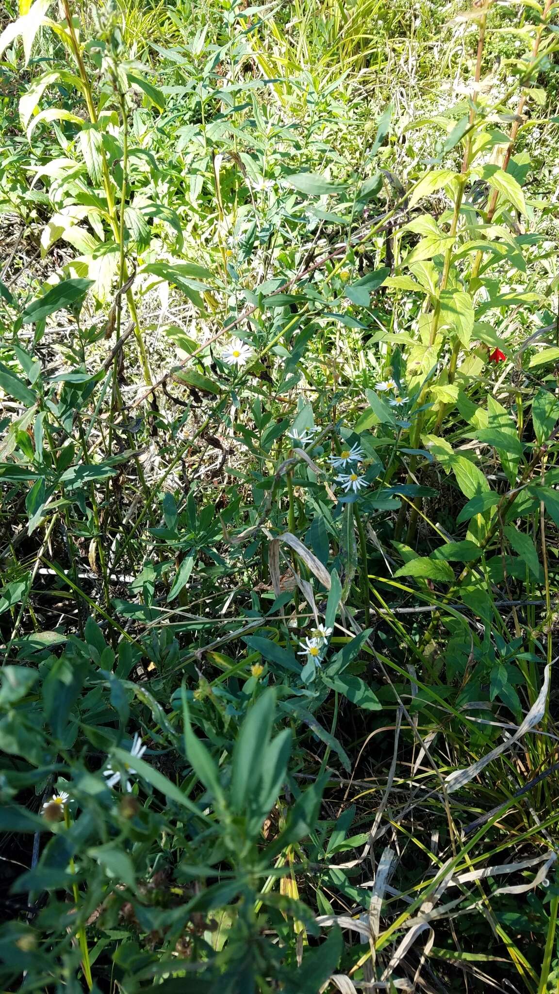 Plancia ëd Boltonia asteroides (L.) L'Hér.