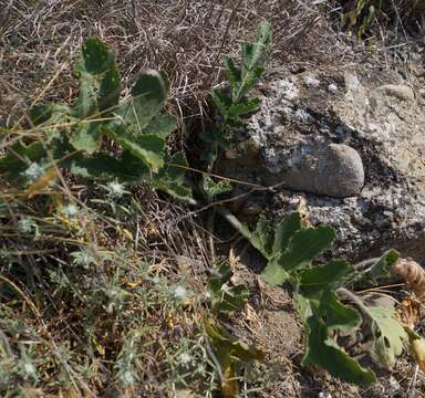 Image of Crambe koktebelica (Junge) N. Busch