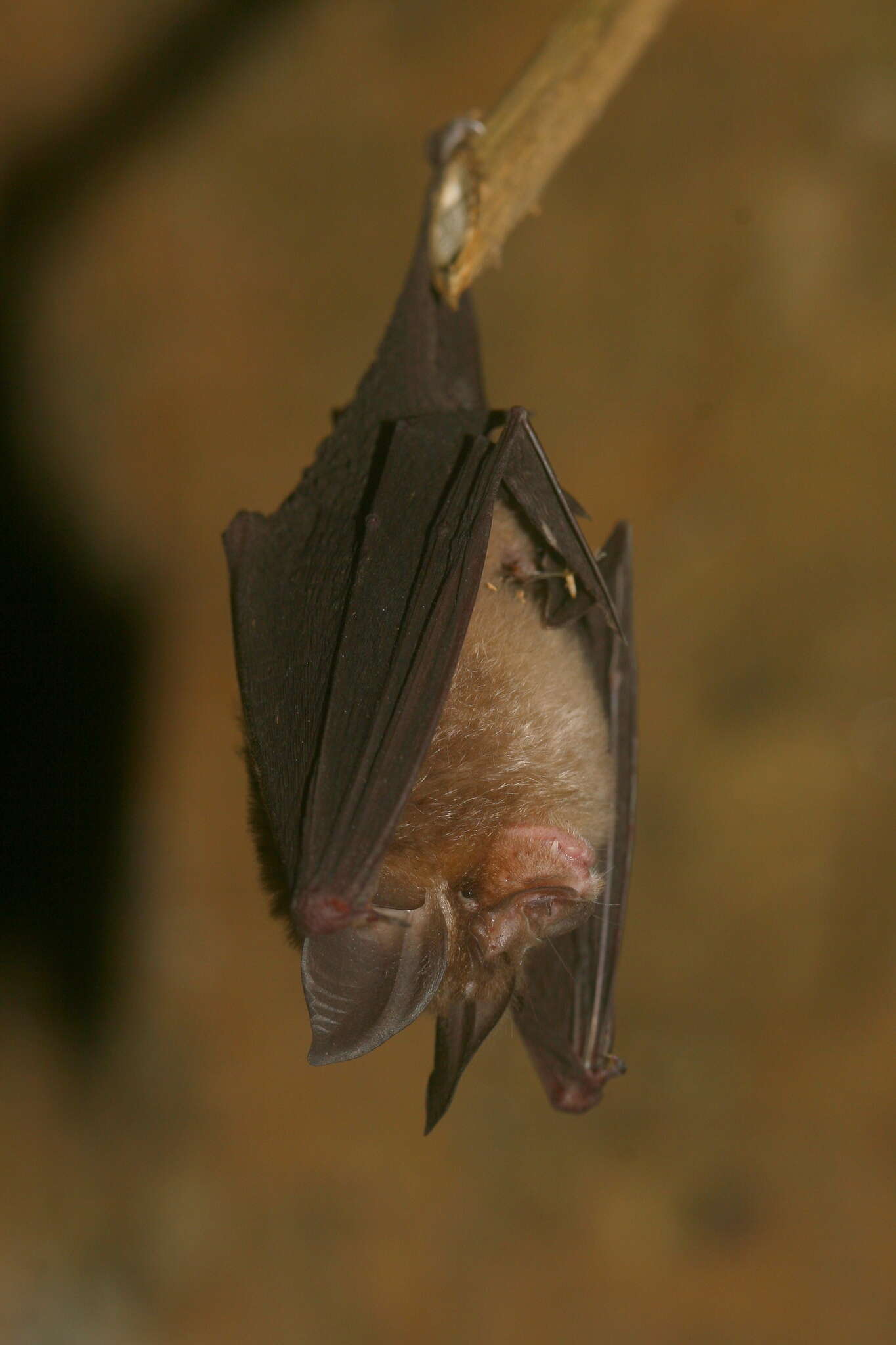 Image of Blyth's Horseshoe Bat