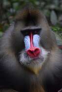 Image of Mandrill