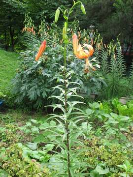 Image of Tiger lily