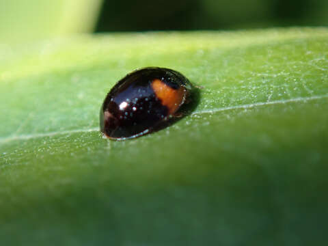 Image of Adalia decempunctata (Linnaeus 1758)