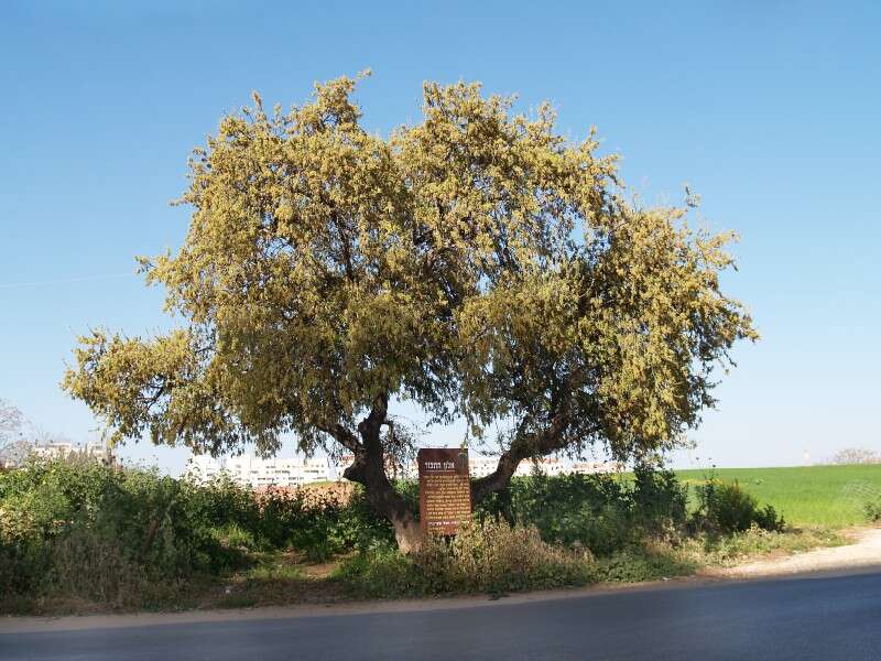 Image of Quercus ithaburensis Decne.