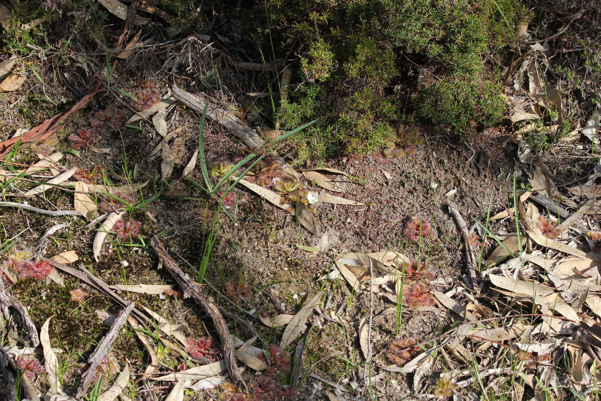 Image of Drosera whittakeri Planch.