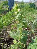 Image of Scrophularia galilaea Eig