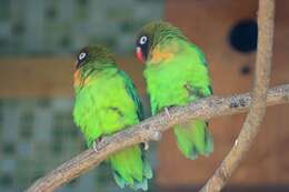 Image of Black-cheeked Lovebird