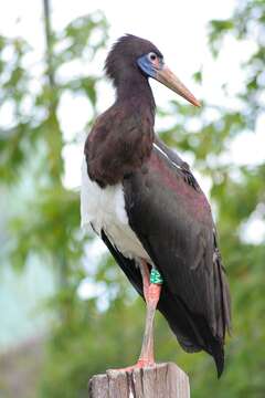 Image of Abdim's Stork