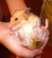Image of Golden Hamster