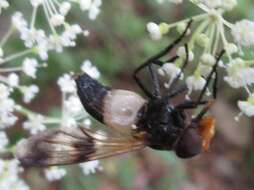 Image of Volucella tabanoides Motschulsky 1859