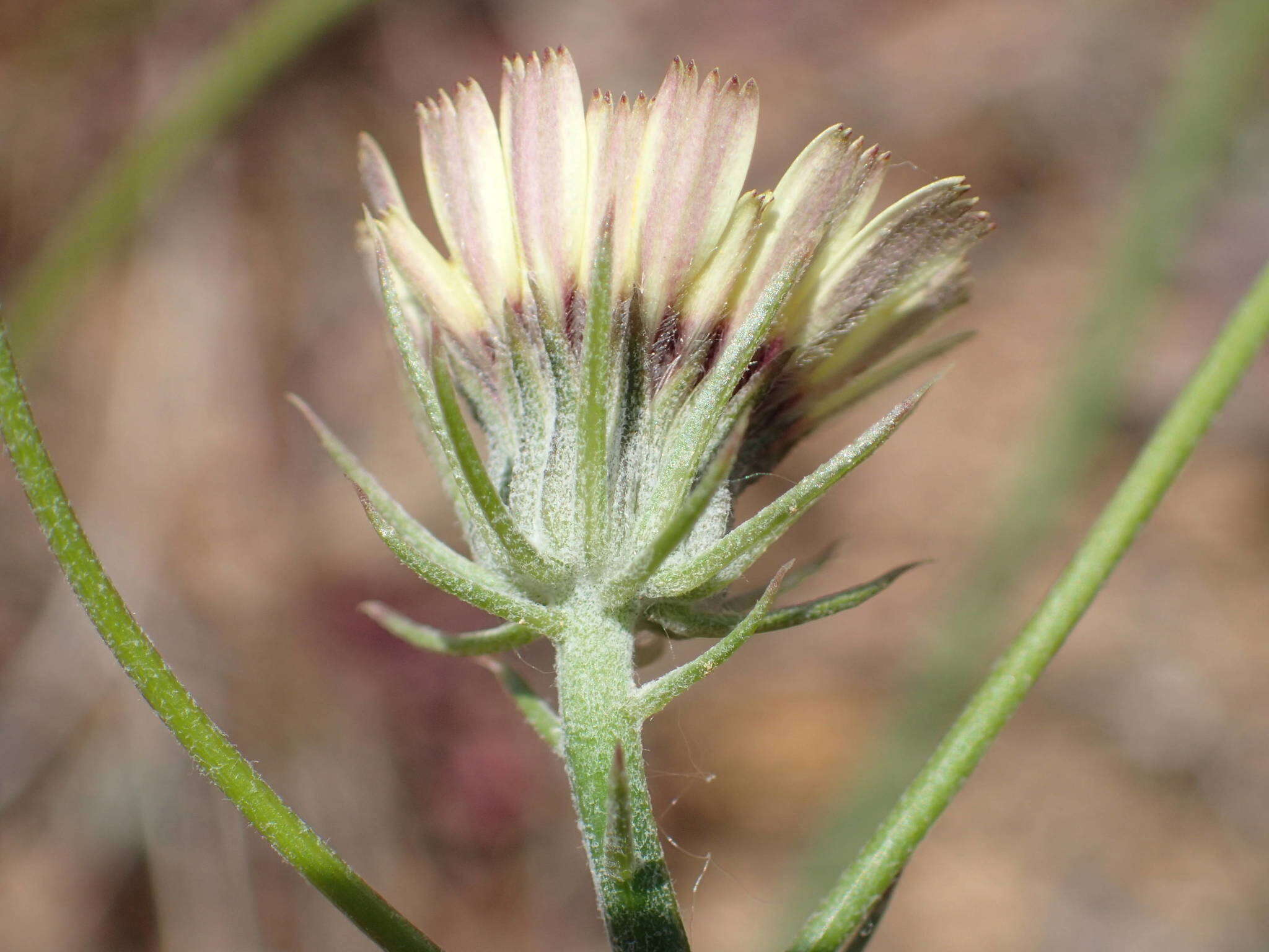 Imagem de Tolpis umbellata Bert.