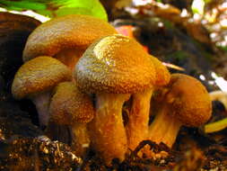 Image of Armillaria gallica Marxm. & Romagn. 1987