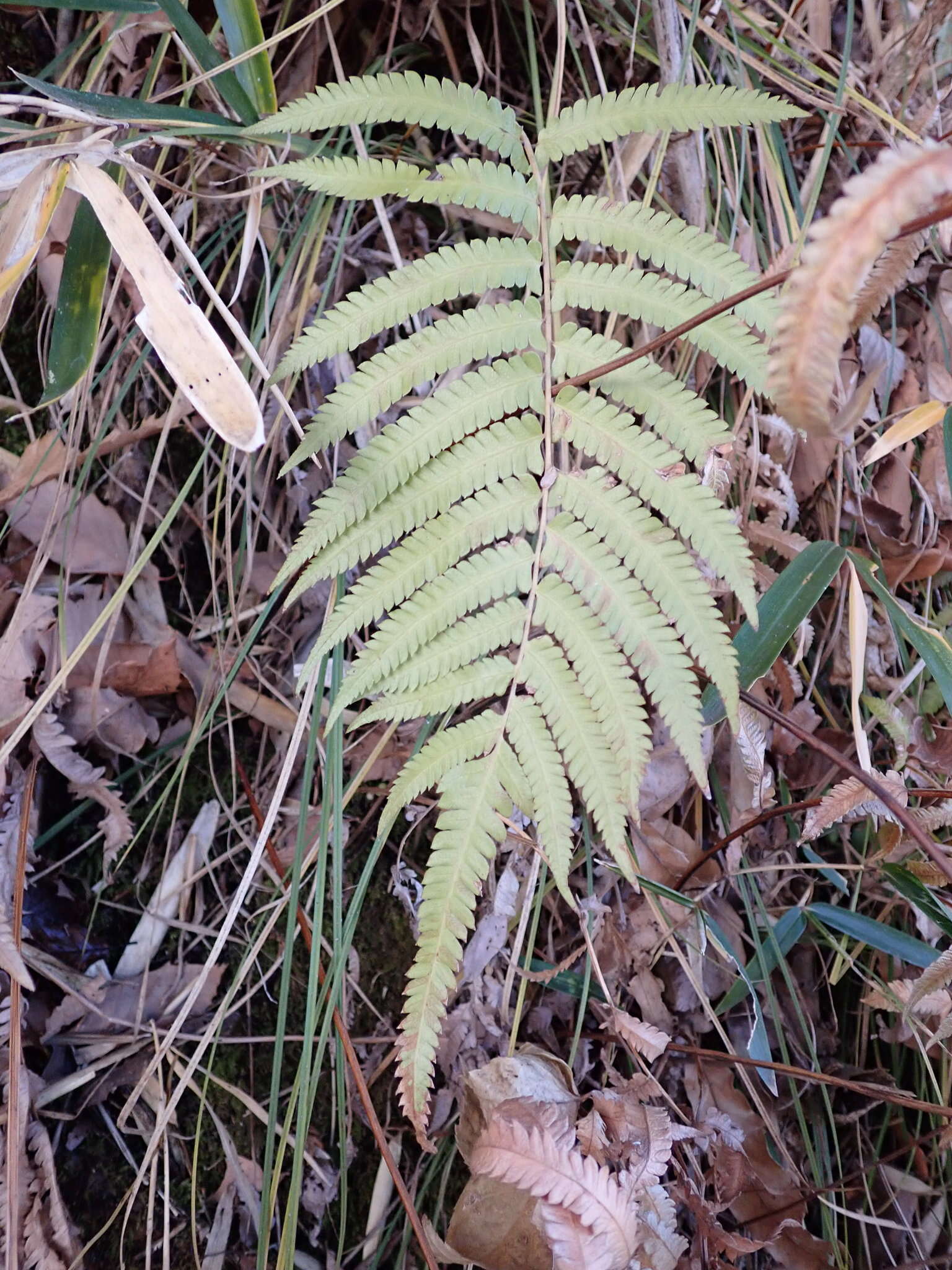 Image de Christella acuminata (Houtt.) Holtt.