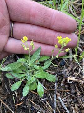 Image of golden draba