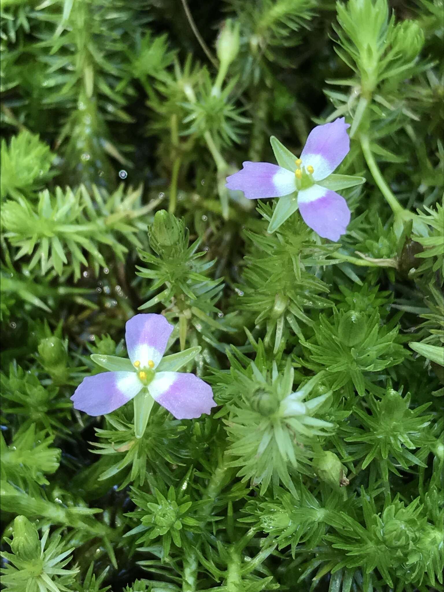 Image of bog-moss family