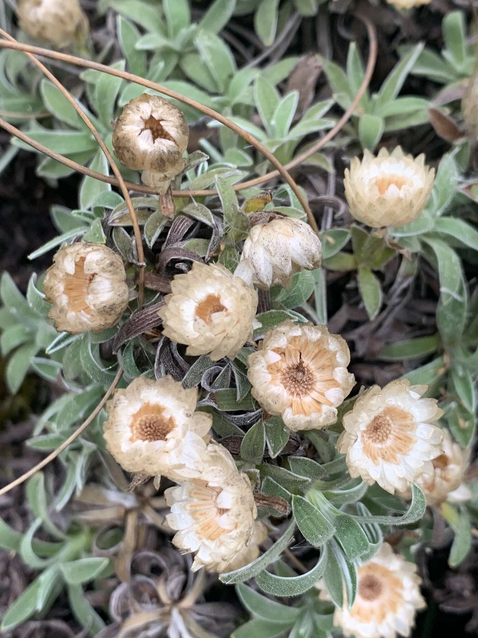 Image of Helichrysum confertifolium Klatt