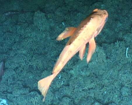 Image of Rougheye rockfish