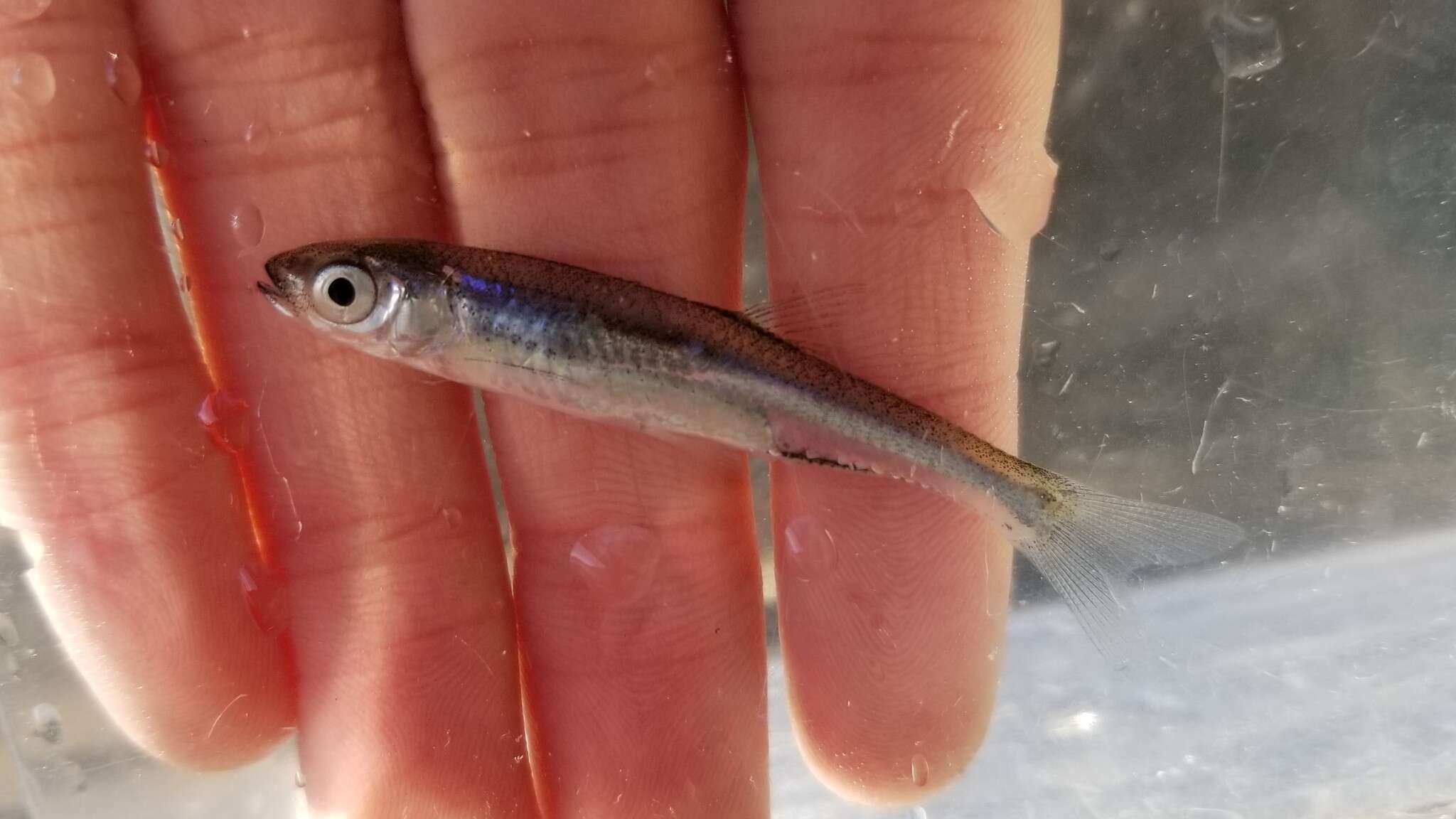 Image of Silver Shiner