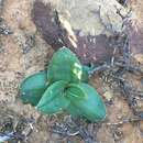 Plancia ëd Ornithogalum corticatum Mart.-Azorín