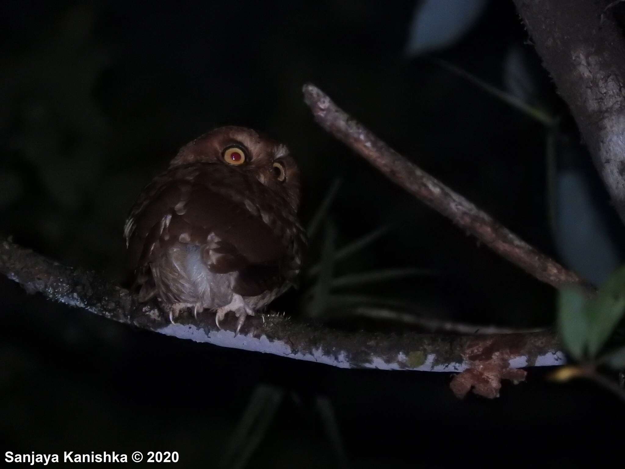 Image of Serendib Scops Owl