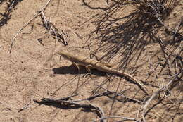 Image of Reticulate Racerunner