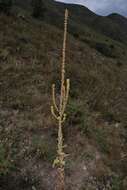 Image of Verbascum songaricum Schrenk