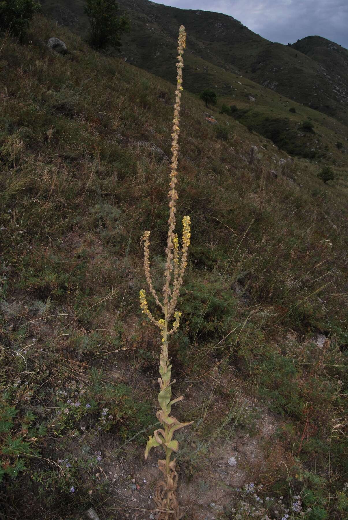 Image of Verbascum songaricum Schrenk