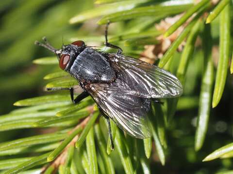 Sivun Muscina pascuorum (Meigen 1826) kuva