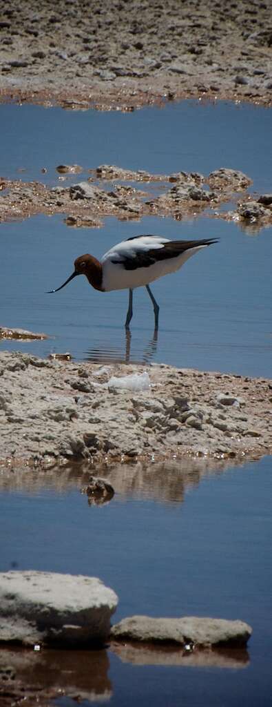 Image of Australian Red-necked Avocet