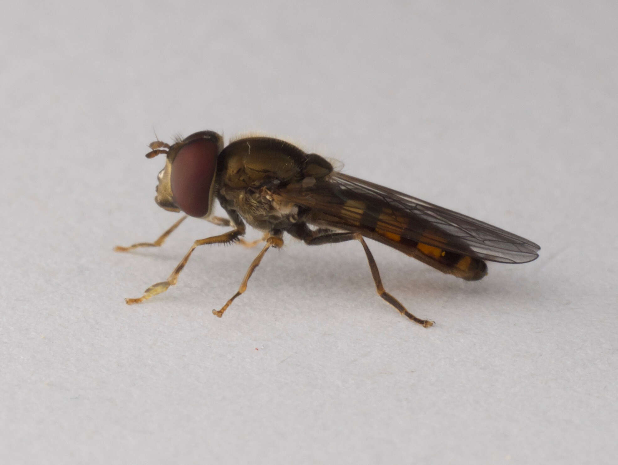 Image of Platycheirus nearcticus Vockeroth 1990