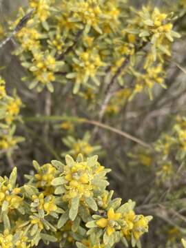 Image of Thymelaea tinctoria (Pourr.) Endl.