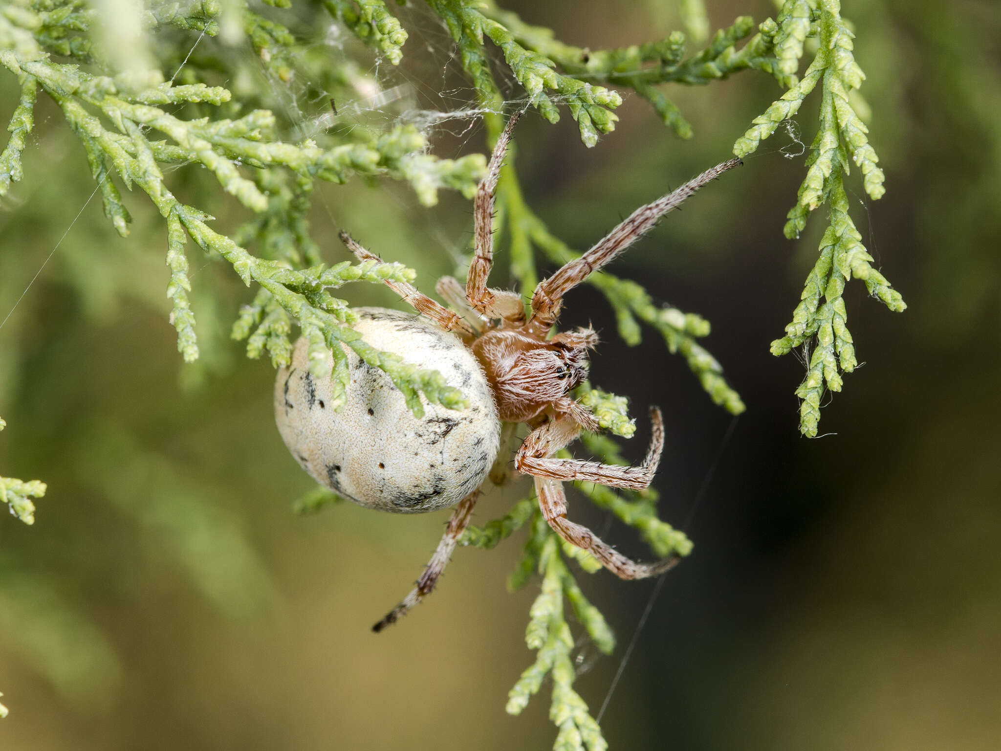 Image of Larinioides suspicax (O. Pickard-Cambridge 1876)